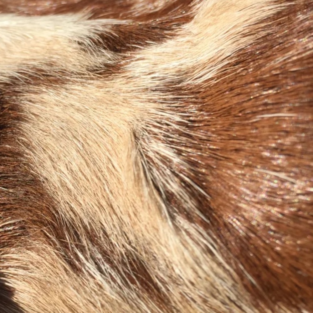 NIB RARE PRADA FUR CLOGS🎉🎉🎉🎉 - Picture 8 of 8